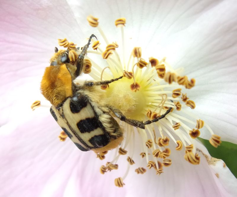 Trichius zonatus (gi T. rosaceus, = T. gallicus ), femmina